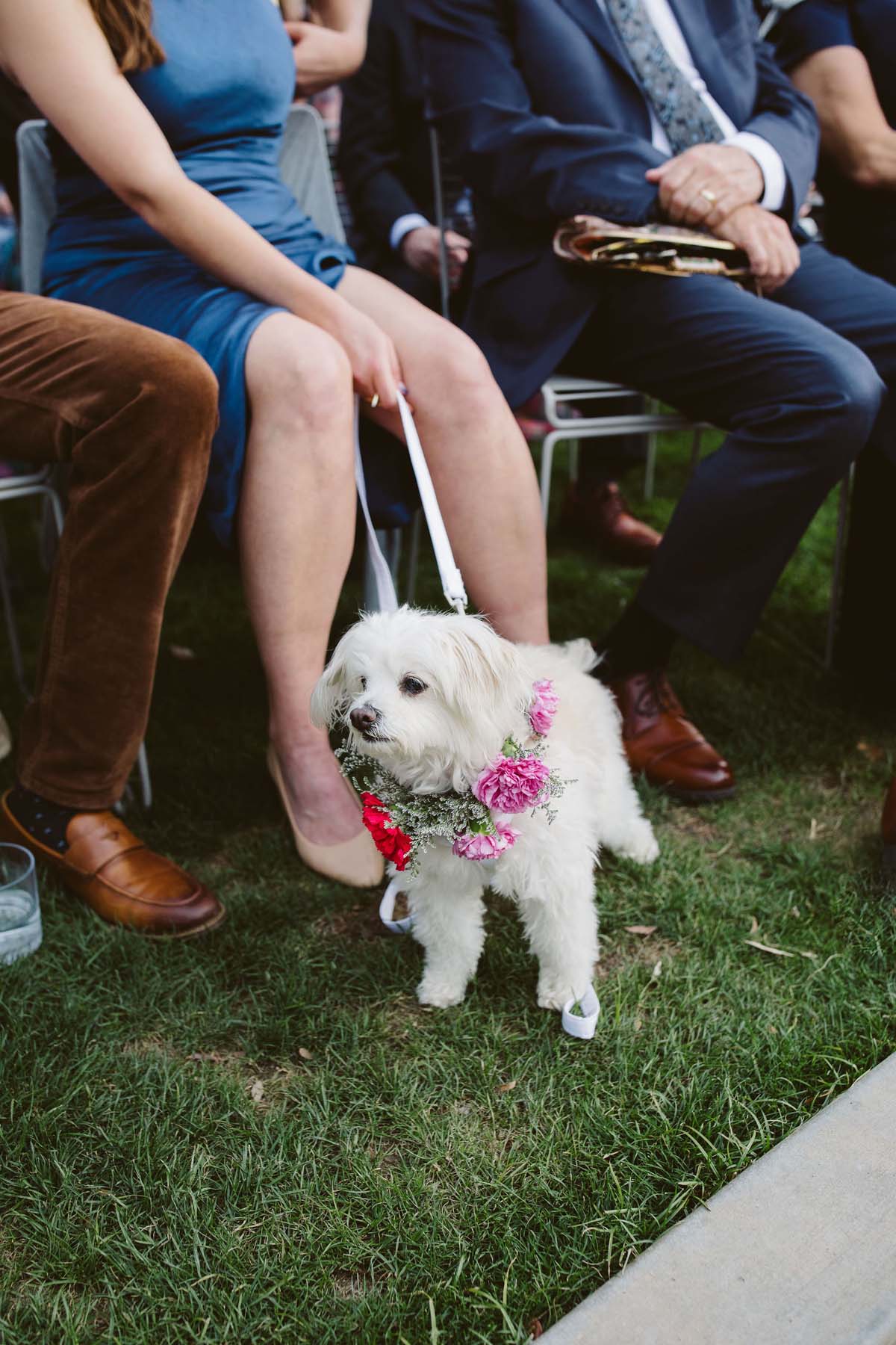 dog with flower collar at pink and purple wedding